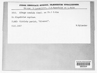 Albugo candida image